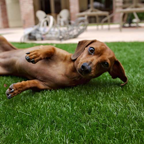image of small dog on synlawn Fiji artificial grass for pets