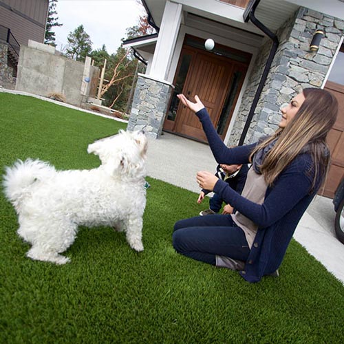 image of Pet friendly artificial grass for your furry friends available at SYNLawn Fiji